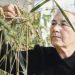 Сноп-лидер. Валентина Мамонтова стала легендой, выведя новые сорта пшеницы