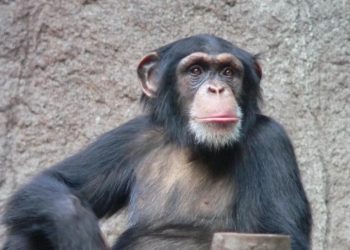 Ученые нашли сходство в социальном поведении людей и обезьян