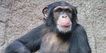Ученые нашли сходство в социальном поведении людей и обезьян