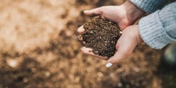 Ученые обнаружили подземную сеть из живых нитей планетарного масштаба
