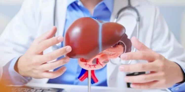 Ученые обнаружили защищающее печень от токсинов природное средство