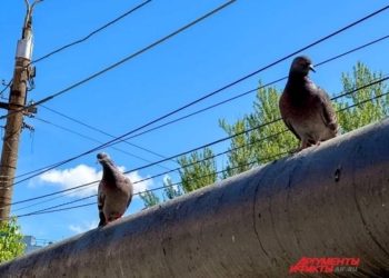Учёные узнали о неожиданном способе голубей ориентироваться в пространстве