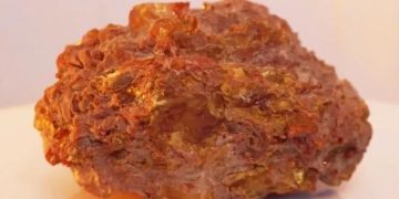Янтарь возрастом 40 млн лет с корой и насекомыми добыли под Калининградом