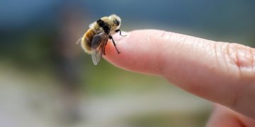 Как избавиться от оводов и слепней: средства защиты на участке