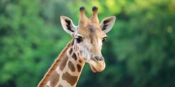 Ученые выявили у жирафов способность к арифметическим вычислениям