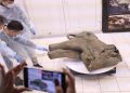 Завтрак перед смертью. Желудок мамонтёнка раскрыл секреты его жизни