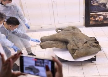 Завтрак перед смертью. Желудок мамонтёнка раскрыл секреты его жизни