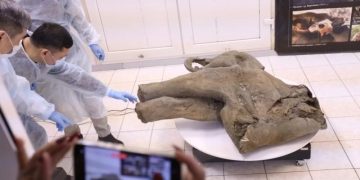 Завтрак перед смертью. Желудок мамонтёнка раскрыл секреты его жизни