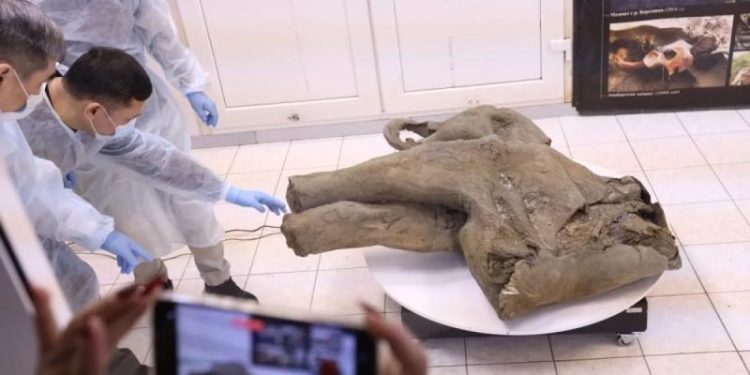 Завтрак перед смертью. Желудок мамонтёнка раскрыл секреты его жизни