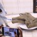 Завтрак перед смертью. Желудок мамонтёнка раскрыл секреты его жизни