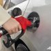 Борщевик против нефти. Бензин можно делать почти из любых отходов