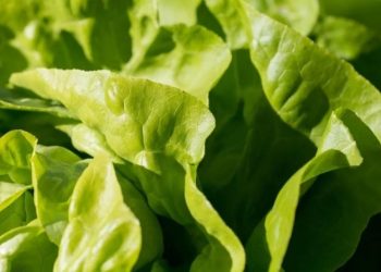 Ученые смогли внедрить гены свиньи в салат ради мясного вкуса
