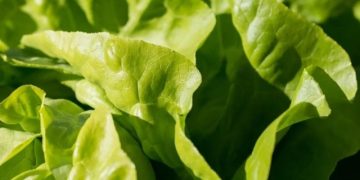 Ученые смогли внедрить гены свиньи в салат ради мясного вкуса