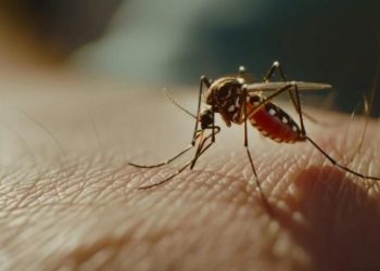 Ученые выяснили, почему одних людей комары кусают чаще других
